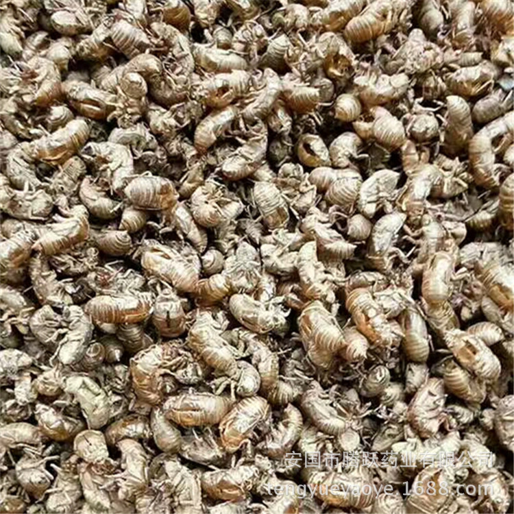 Cicada Slough Chan Tui 蝉蜕 Dried Whole Insect Molt Natural Sun-Dried Traditional Chinese Herb 1000g - Image 3