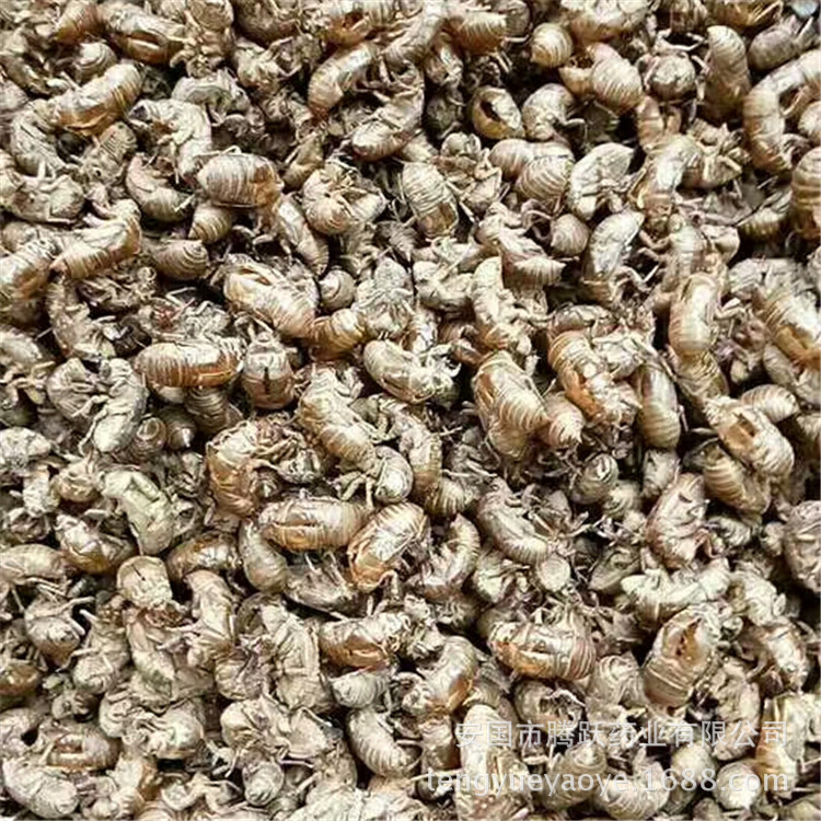 Cicada Slough Chan Tui 蝉蜕 Dried Whole Insect Molt Natural Sun-Dried Traditional Chinese Herb 1000g - Image 4