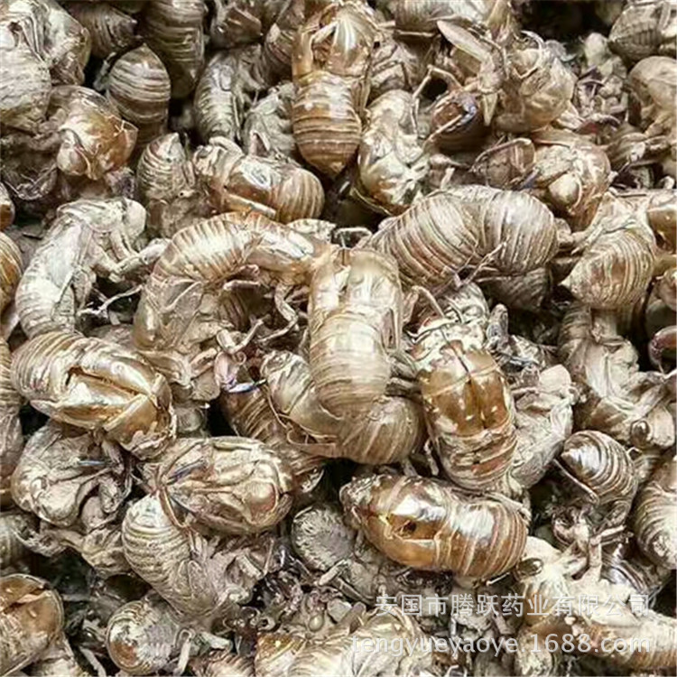 Cicada Slough Chan Tui 蝉蜕 Dried Whole Insect Molt Natural Sun-Dried Traditional Chinese Herb 1000g - Image 2