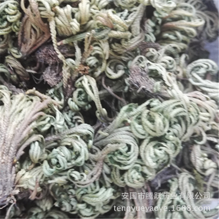 Dried Selaginella Juan Bai Whole Herb 1kg Traditional TCM Botanical Resurrection Grass - Image 3