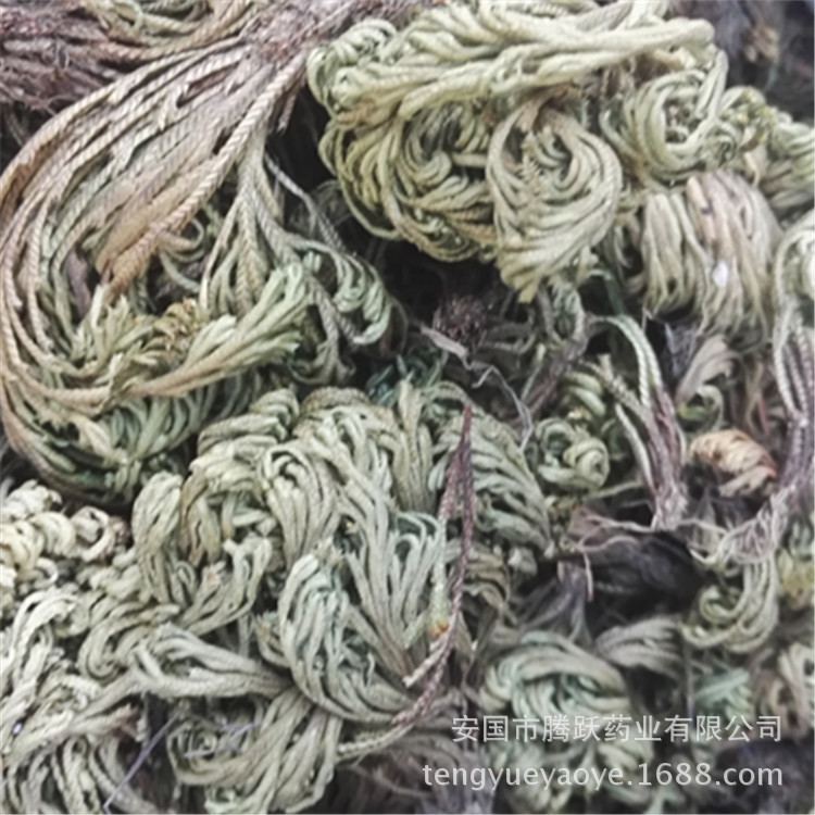 Dried Selaginella Juan Bai Whole Herb 1kg Traditional TCM Botanical Resurrection Grass - Image 2