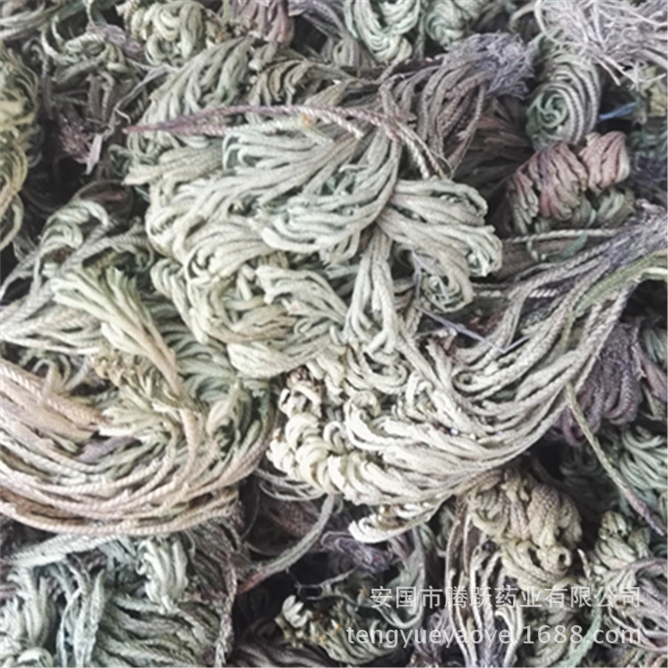 Dried Selaginella Juan Bai Whole Herb 1kg Traditional TCM Botanical Resurrection Grass - Image 4