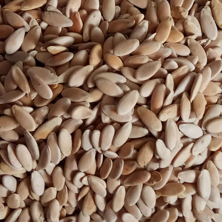 Roasted Muskmelon Seeds Low Temperature Baked Bulk Melon Seeds 500g - Image 3