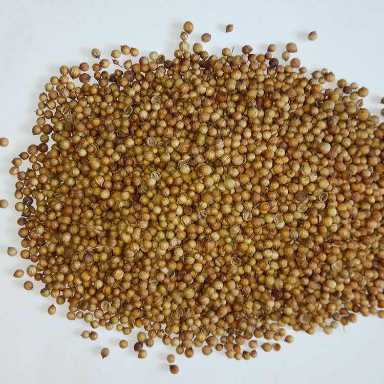 Roasted Coriander Seeds Low Temperature Baked Cilantro Seed Bulk Whole Spice - Image 2