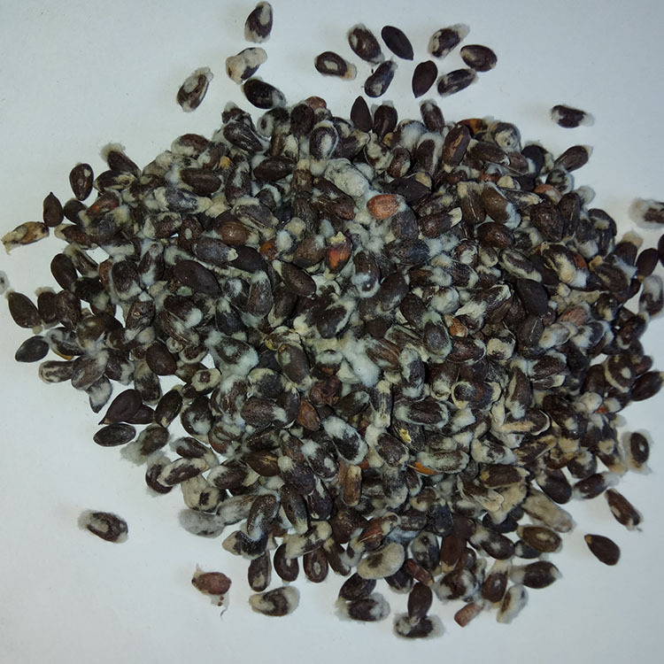 Low Temperature Baked Cottonseed Powder Traditional Chinese Herbal Ingredient for Cooking - Image 4