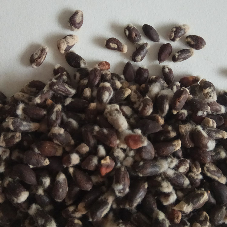 Low Temperature Baked Cottonseed Powder Traditional Chinese Herbal Ingredient for Cooking - Image 5