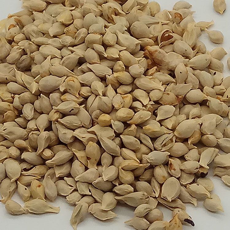 Low Temperature Baked Tangerine Seed Ju He Dried Citrus Seed for Herbal Decoction and Soup - Image 2