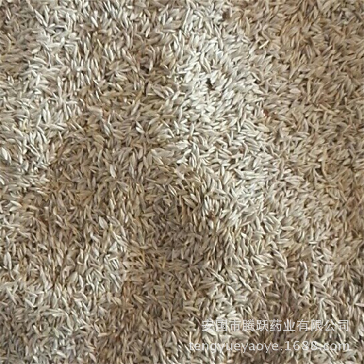 White Lettuce Seed Bai Ju Sheng Dried Lettuce Seeds Traditional TCM Herb Bulk Supply - Image 2