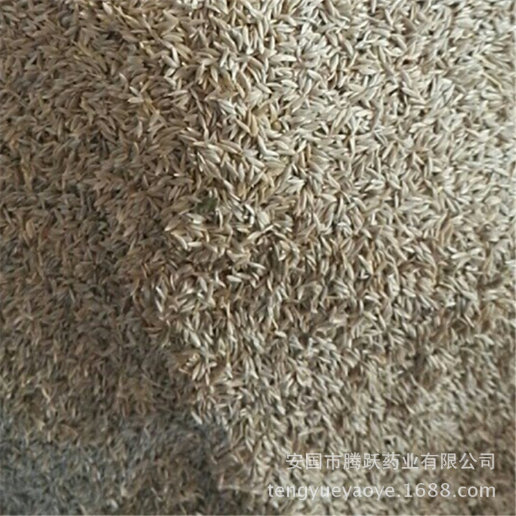 White Lettuce Seed Bai Ju Sheng Dried Lettuce Seeds Traditional TCM Herb Bulk Supply - Image 4