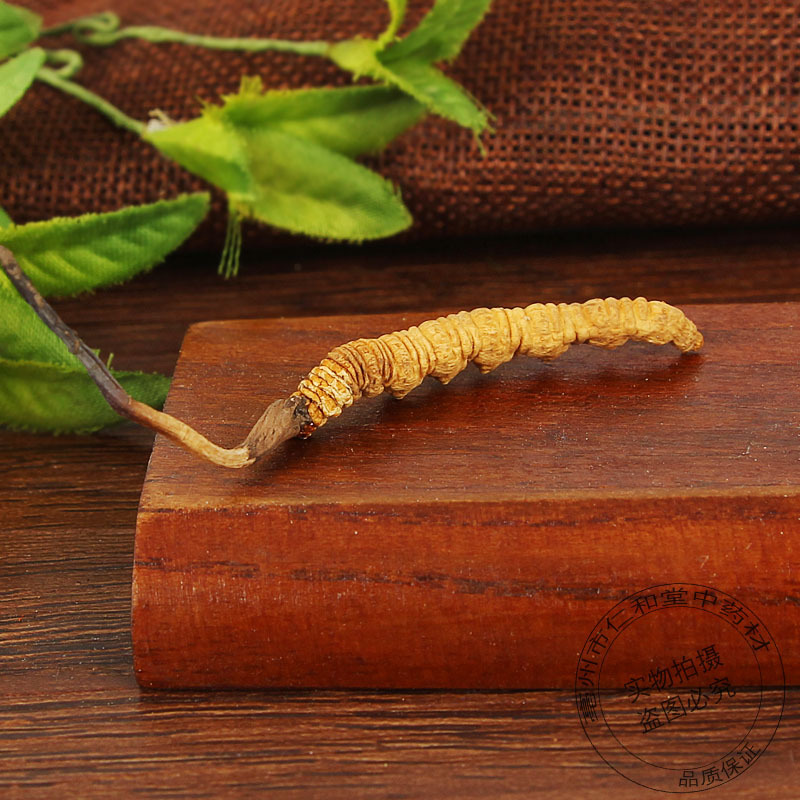 Cordyceps Broken Caterpillar Fungus Dong Chong Xia Cao Dried Chinese Herbal Material for Cooking and Decoction - Image 4
