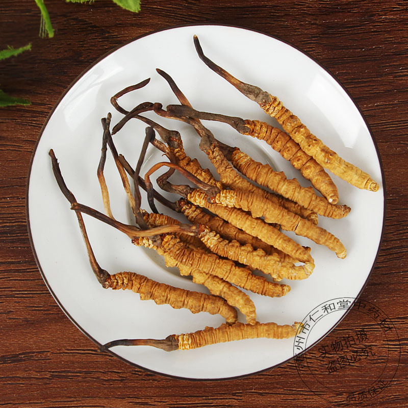 Cordyceps Broken Caterpillar Fungus Dong Chong Xia Cao Dried Chinese Herbal Material for Cooking and Decoction - Image 2