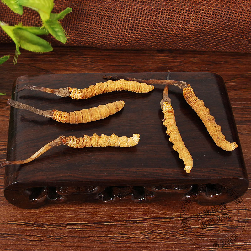 Cordyceps Broken Caterpillar Fungus Dong Chong Xia Cao Dried Chinese Herbal Material for Cooking and Decoction - Image 3
