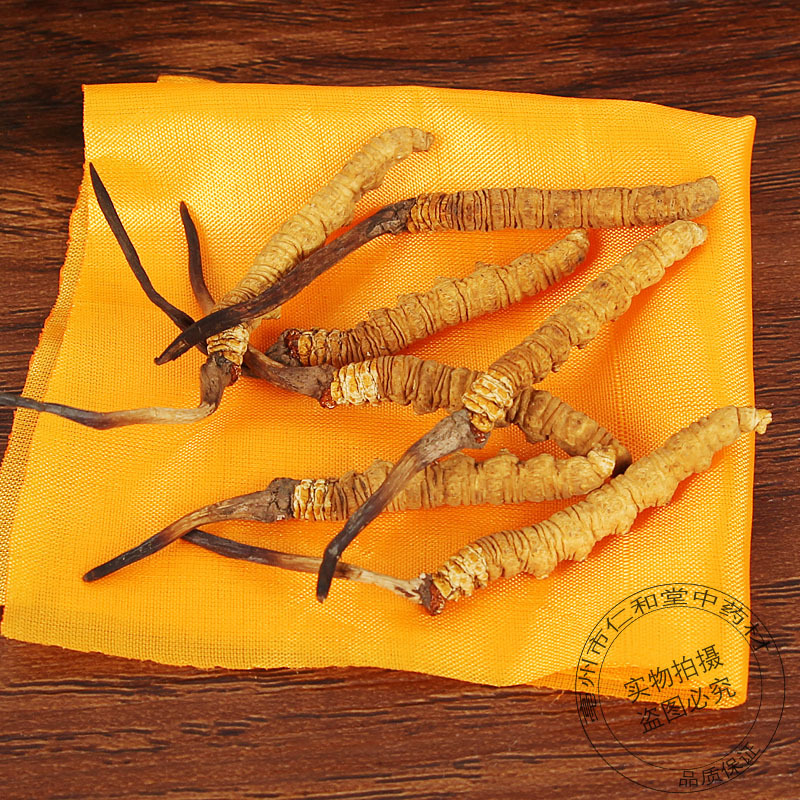 Cordyceps Broken Caterpillar Fungus Dong Chong Xia Cao Dried Chinese Herbal Material for Cooking and Decoction - Image 5