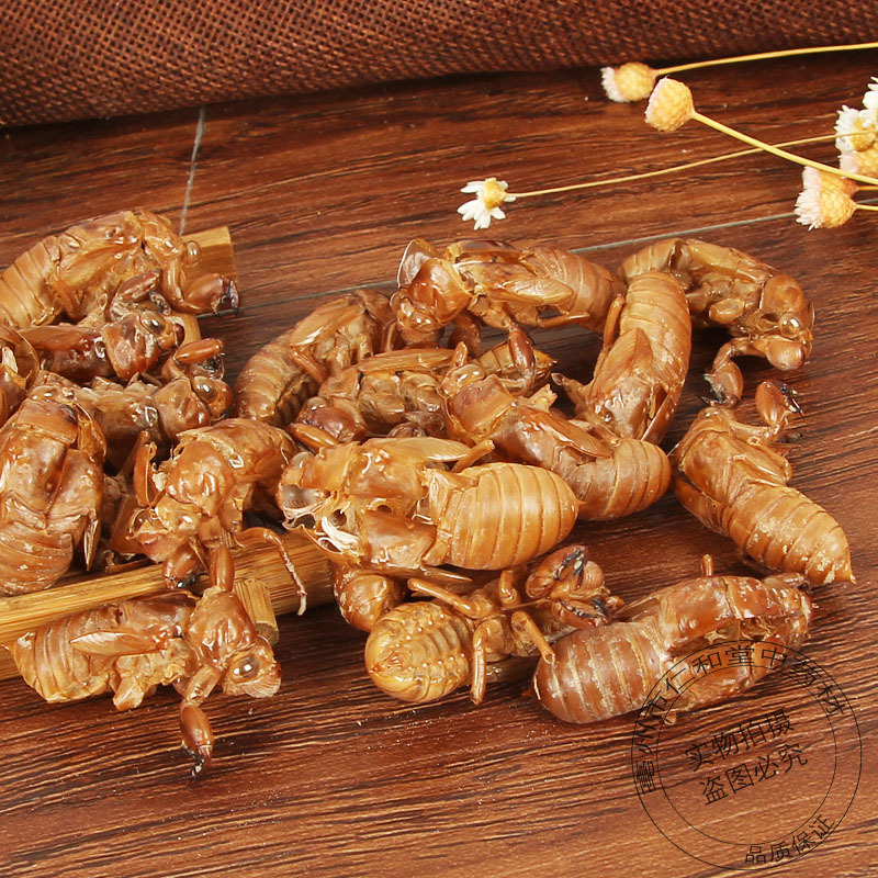 Cicada Slough Chan Tui 蝉蜕 Dried Whole Insect Molt Traditional Chinese Herb for Decoction 500g - Image 4