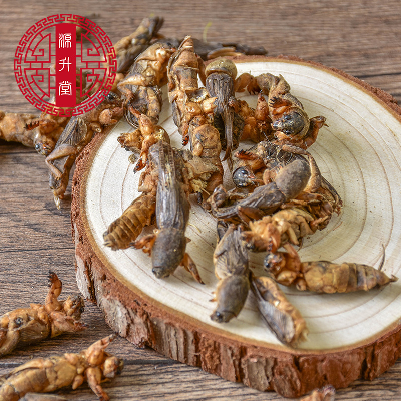 Lou Gu Dried (Gryllotalpa orientalis) — Whole Clean Oriental Mole Cricket Herb - Image 2