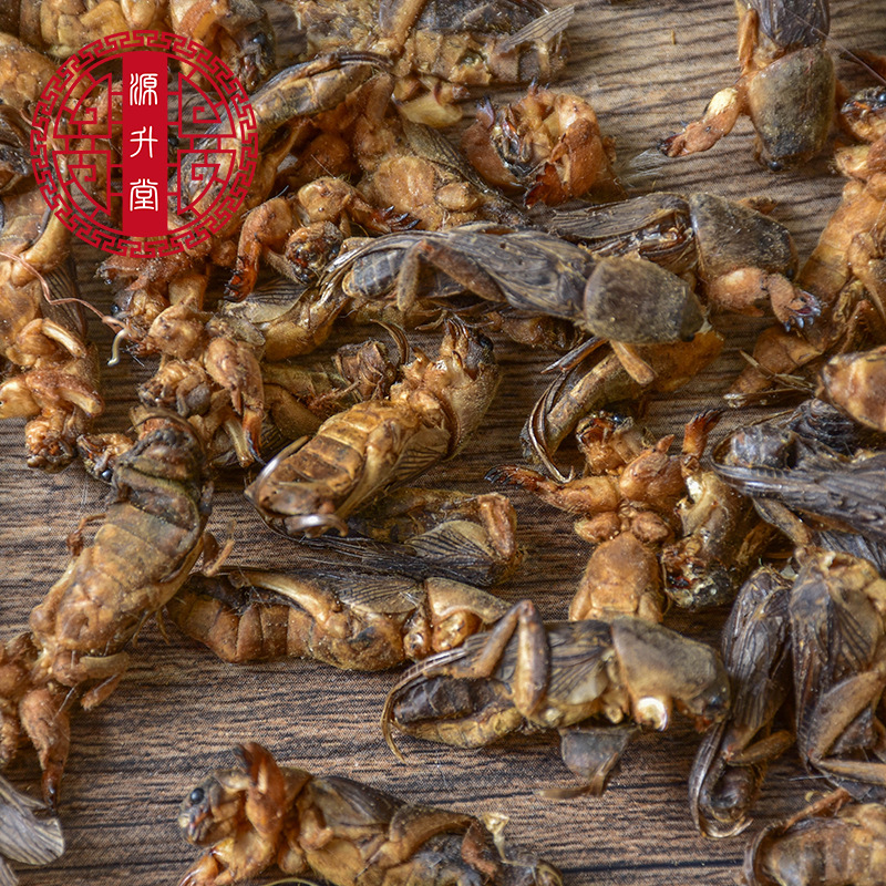 Lou Gu Dried (Gryllotalpa orientalis) — Whole Clean Oriental Mole Cricket Herb - Image 4