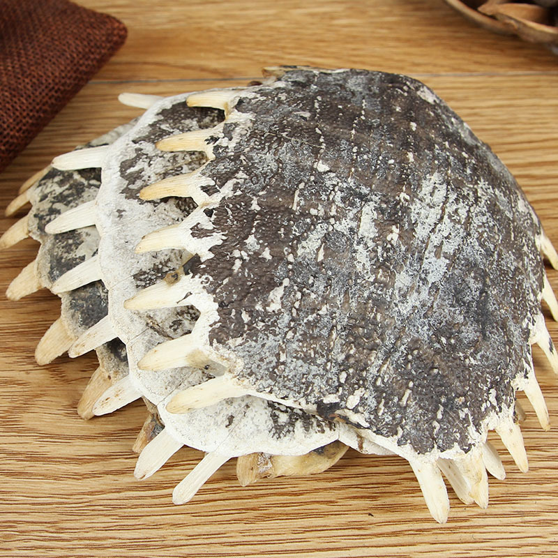 Bie Jia (Trionyx sinensis Carapace) — Dried Soft-Shell Turtle Shell for Herbal Decoction - Image 2