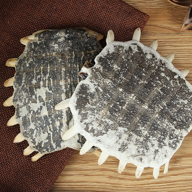 Bie Jia (Trionyx sinensis Carapace) — Dried Soft-Shell Turtle Shell for Herbal Decoction - Image 4