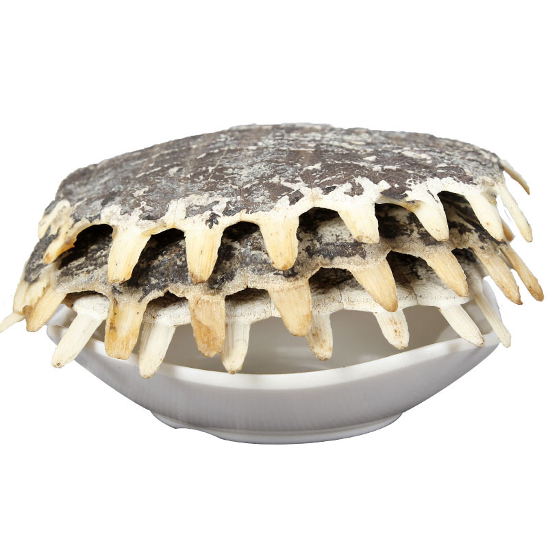 Bie Jia (Trionyx sinensis Carapace) — Dried Soft-Shell Turtle Shell for Herbal Decoction - Image 5