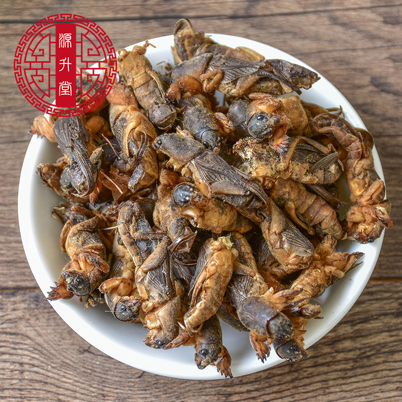 Lou Gu Dried (Gryllotalpa orientalis) — Whole Clean Oriental Mole Cricket Herb - Image 3