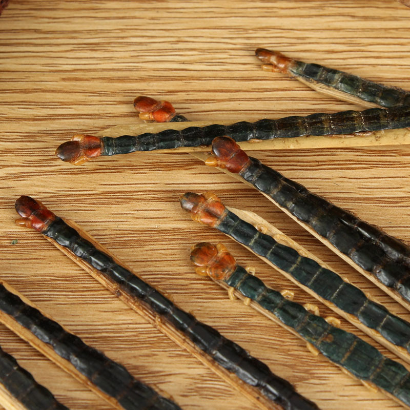 Wu Gong (Scolopendra subspinipes) — Dried Centipede with Bamboo Stick, 18 cm Grade - Image 3