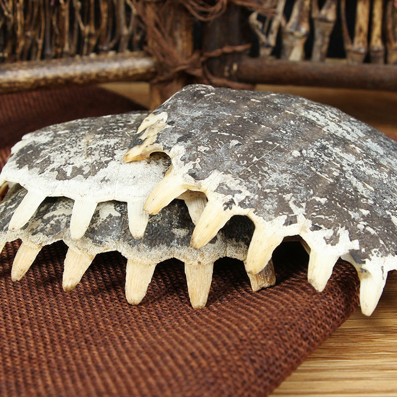 Bie Jia (Trionyx sinensis Carapace) — Dried Soft-Shell Turtle Shell for Herbal Decoction - Image 3