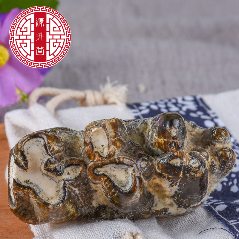 Qing Long Chi (Dragon Tooth Fossil) — Bulk 500g Mineral Herb, Daodi Quality - Image 4