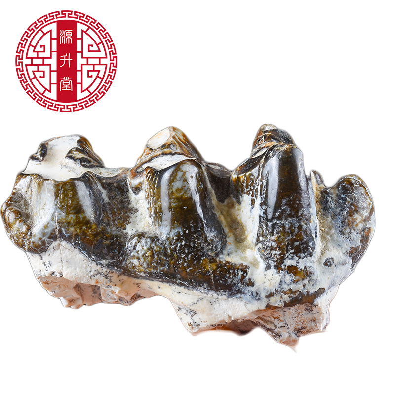 Qing Long Chi (Dragon Tooth Fossil) — Bulk 500g Mineral Herb, Daodi Quality - Image 5