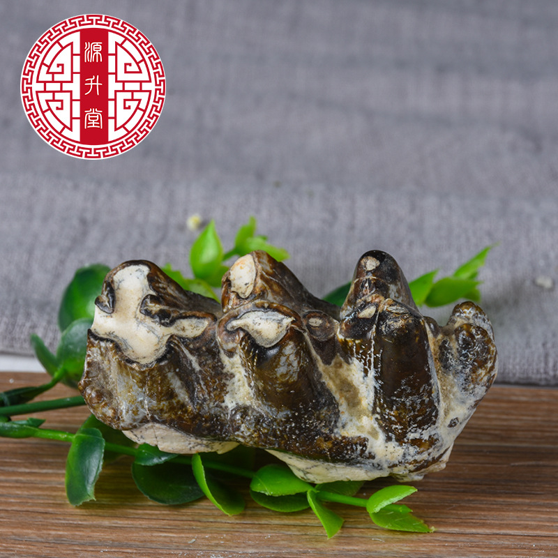 Qing Long Chi (Dragon Tooth Fossil) — Bulk 500g Mineral Herb, Daodi Quality - Image 3