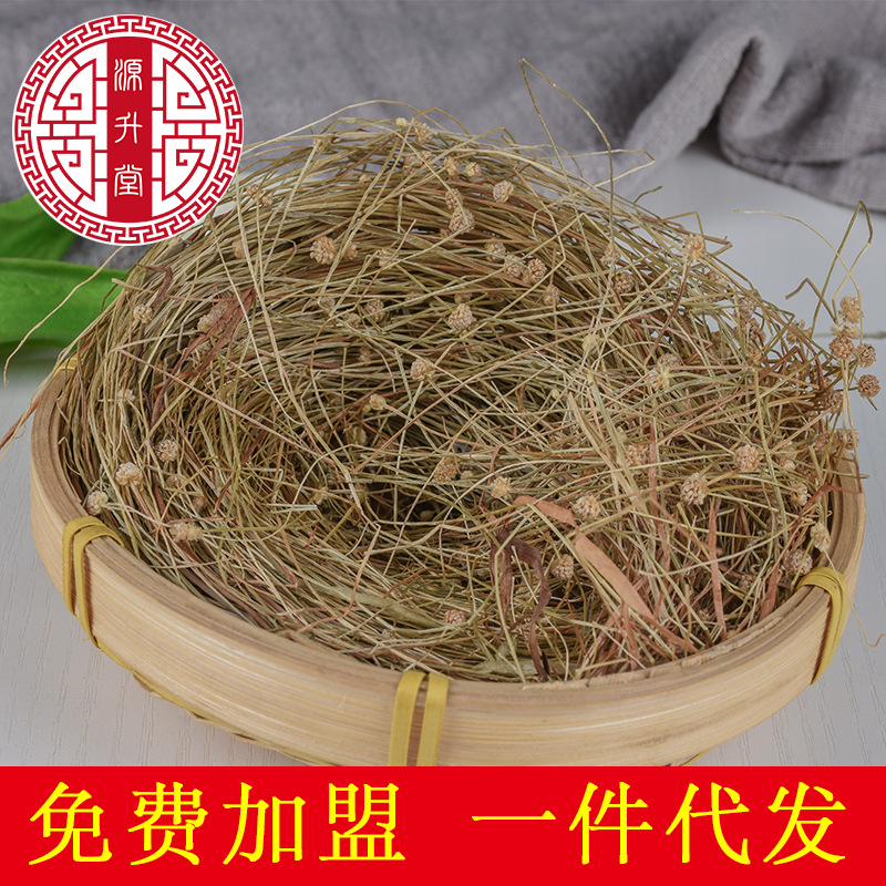Gu Jing Zhu (Eriocaulon Flower Bud) — Dried Food Herb, 500g Bulk Herbal Supply - Image 2