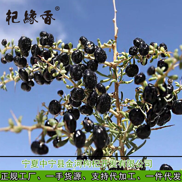 Dried Black Goji Berries Hei Gou Qi Zi Qinghai Black Wolfberry 60g Bottle Ready to Eat - Image 2
