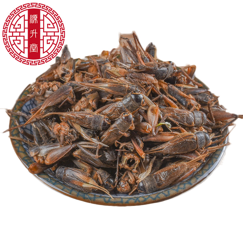 Cricket (Gryllus testaceus) Dried Food-Herb — Sulfur-Free TCM Material, 500g Bulk - Image 5