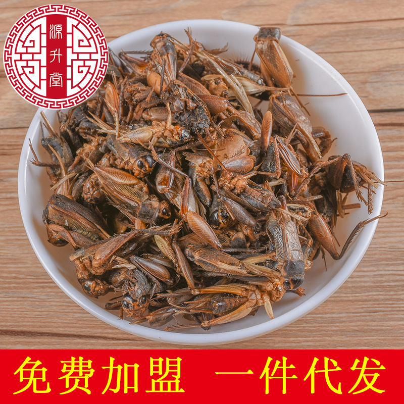 Cricket (Gryllus testaceus) Dried Food-Herb — Sulfur-Free TCM Material, 500g Bulk - Image 2