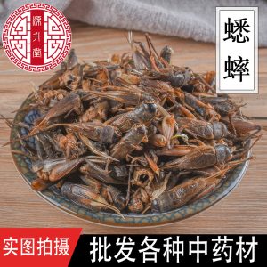 Cricket (Gryllus testaceus) Dried Food-Herb — Sulfur-Free TCM Material, 500g Bulk