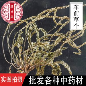 Whole Plantain Herb (Plantago asiatica) — Dried Whole Che Qian Cao, Food Herb for Tea & Soup