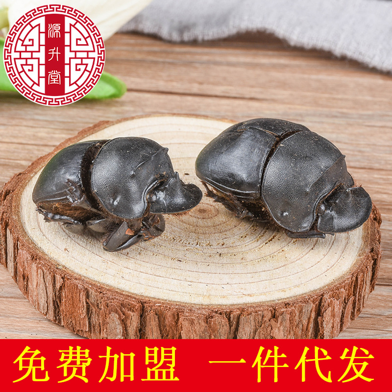 Da Jiang Jun (Catharsius molossus) — Dried Dung Beetle Insect Herb, Yunnan Origin, 500g Bulk - Image 3