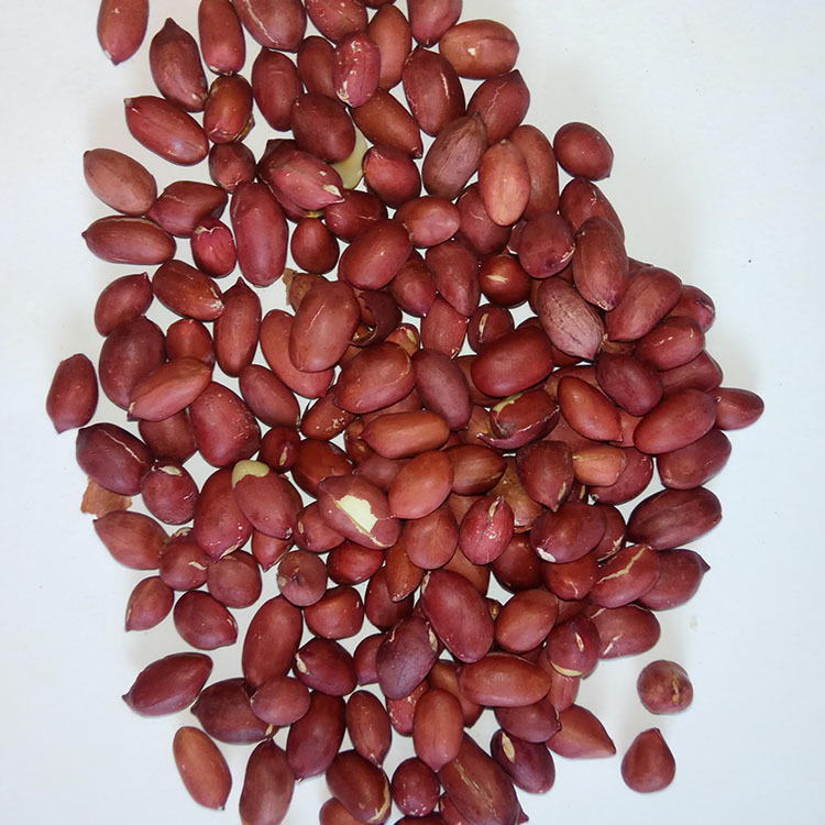 Low Temperature Roasted Peanuts Whole Grain Soy Milk Ingredient Northeast Grown 2.5kg Bulk - Image 2