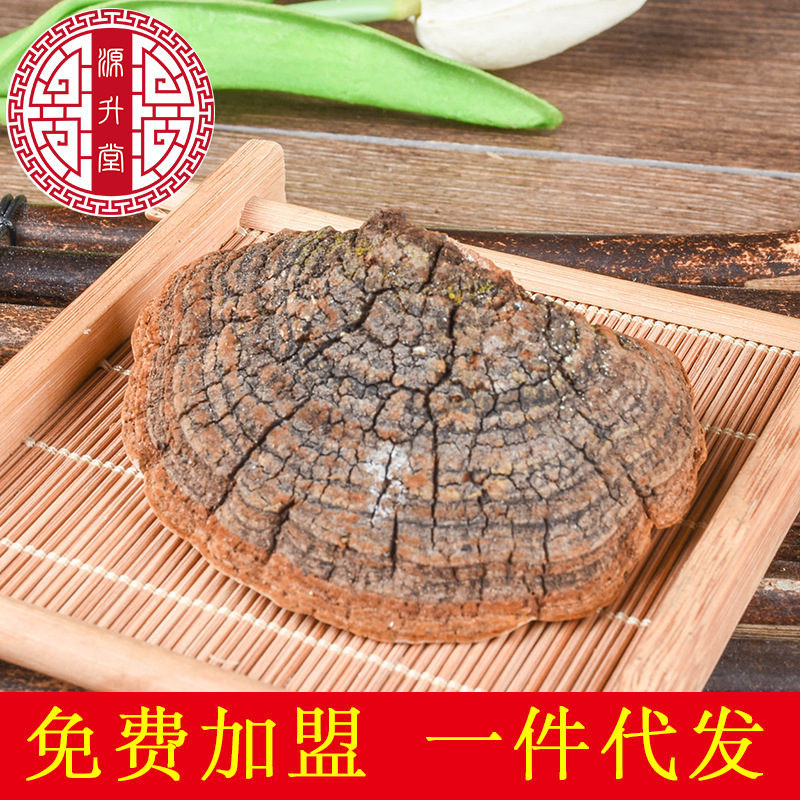 Sang Huang (Sanghuangporus sanghuang) — Wild Northeast Mulberry Yellow Fungus, Food-Herb Mushroom for Cooking - Image 3
