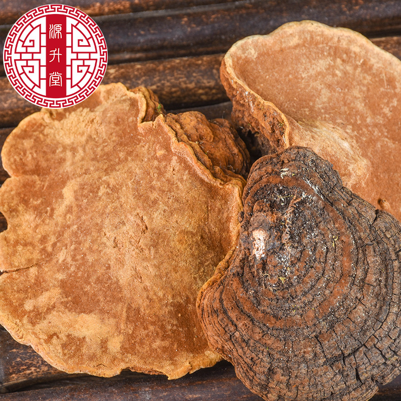 Sang Huang (Sanghuangporus sanghuang) — Wild Northeast Mulberry Yellow Fungus, Food-Herb Mushroom for Cooking - Image 4