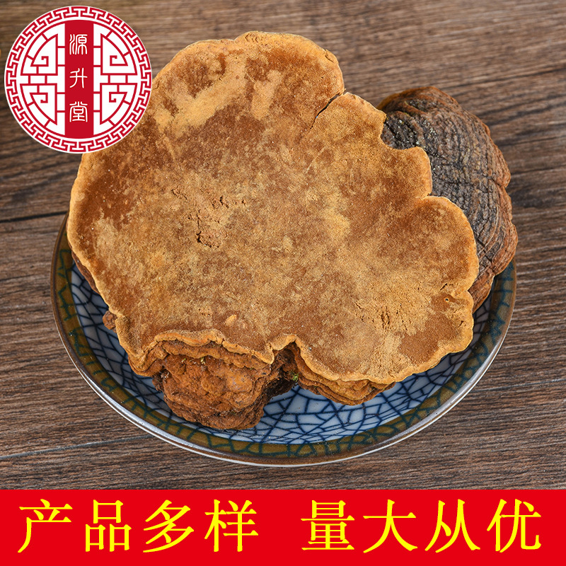 Sang Huang (Sanghuangporus sanghuang) — Wild Northeast Mulberry Yellow Fungus, Food-Herb Mushroom for Cooking - Image 2