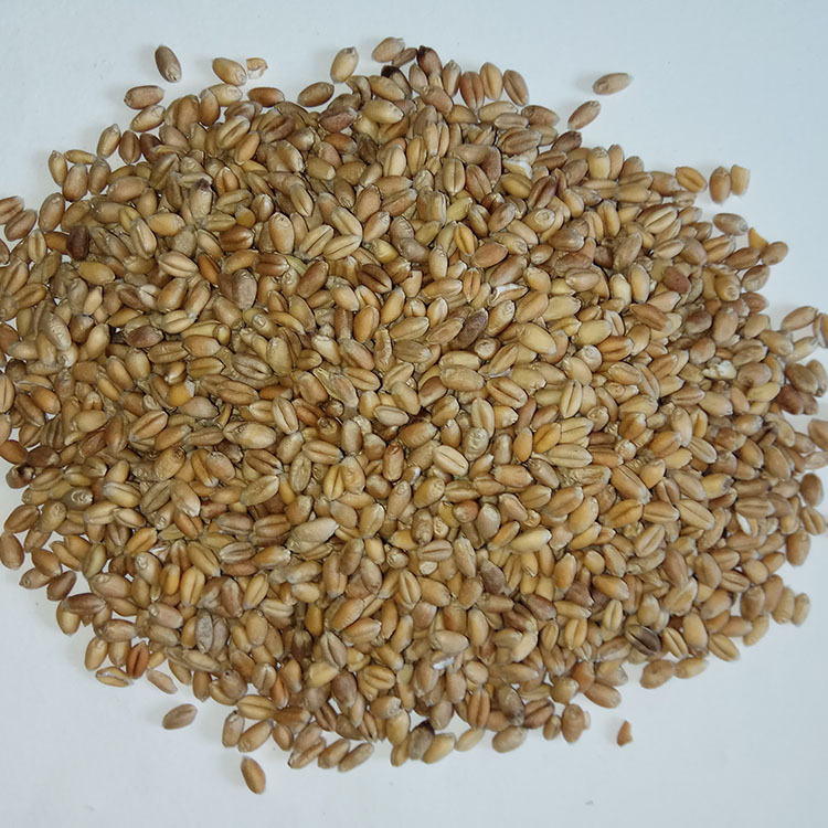 Roasted Wheat Kernels Low Temperature Baked Peeled Wheat for Fresh Soy Milk Northeast China - Image 3