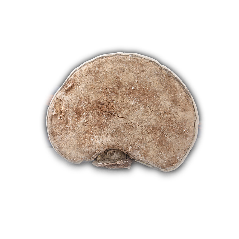 White Lingzhi (Ganoderma lucidum) — Dried Reishi Mushroom from Changbai Mountain, 500g - Image 5