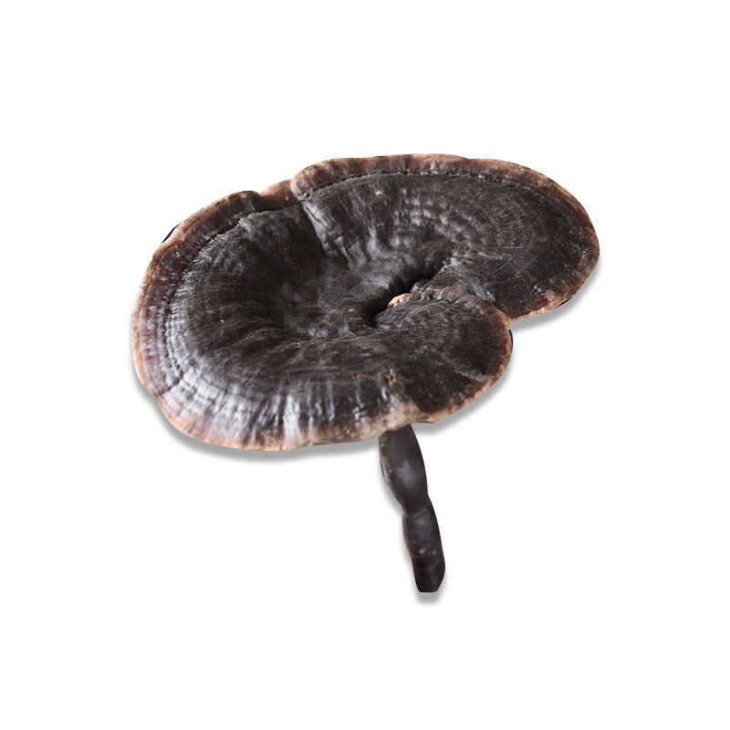 Black Reishi Mushroom (Ganoderma sinense) — Dried Whole Herb for Wine Infusion & Soup - Image 5