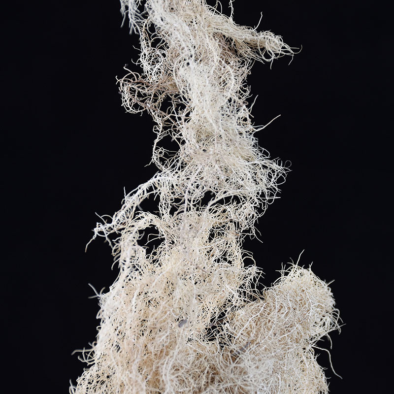 Yun Wu Cao (Usnea diffracta) — Wild-Harvested Song Luo Lichen, Dried Bulk Herb - Image 4