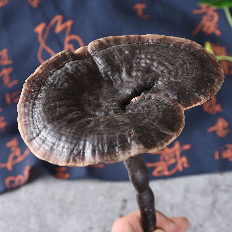 Black Reishi Mushroom (Ganoderma sinense) — Dried Whole Herb for Wine Infusion & Soup - Image 2
