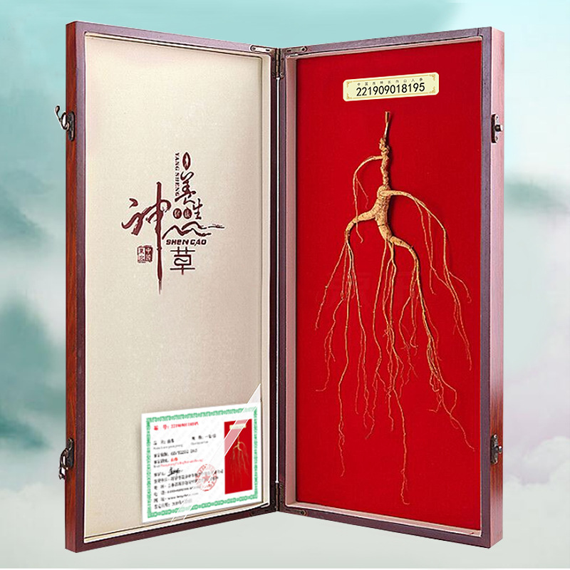 Wild Mountain Ginseng Gift Box Dried Root Slices 15 Years and Above for Soup and Decoction - Image 2