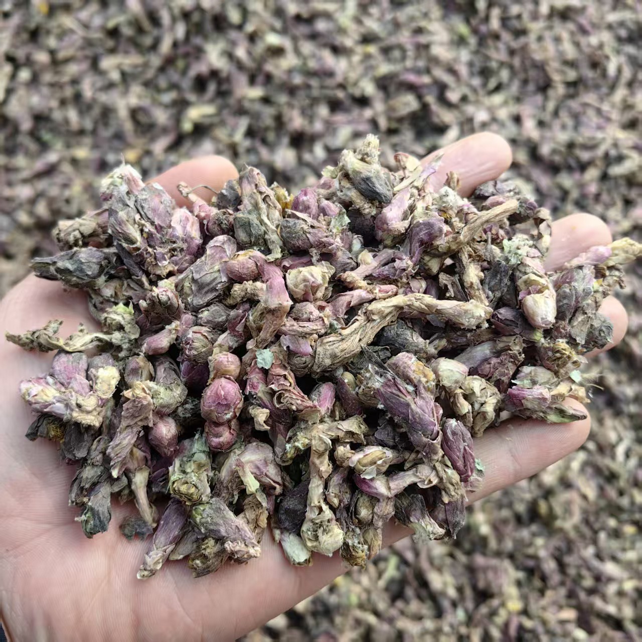 Dried Tussilago Flower Bud Kuan Dong Hua Tussilago farfara Traditional Chinese Herb 500g Sulfur-Free - Image 3
