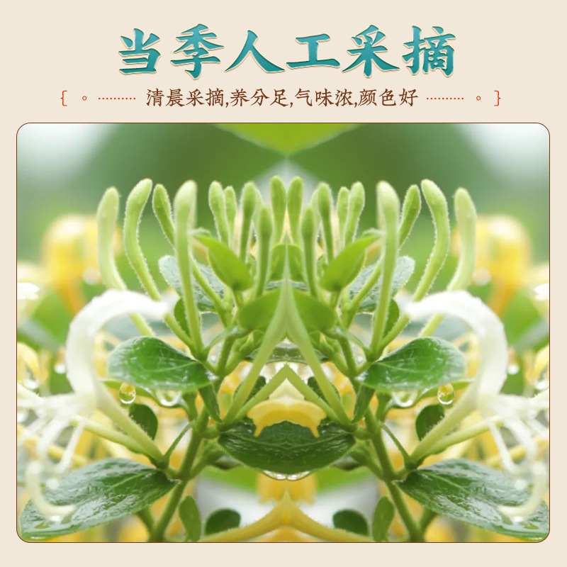 Dried Honeysuckle Flower Tea Jin Yin Hua 30g Jar Sun Dried Loose Herbal Tea - Image 2
