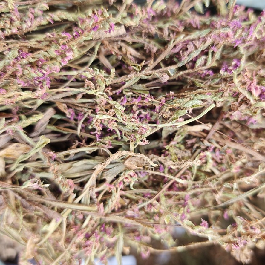 Pan Long Shen (Spiranthes sinensis) — Dried Food Herb, Rare Chinese Botanical - Image 2