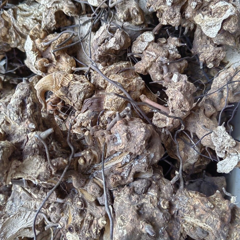 Wu Bi Jia Ge Root (Jie Yuan Gen) — Dried Food Herb for Wine & Tea Infusion - Image 2